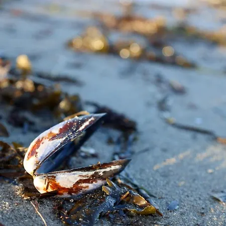 Ostseechalet Strandmuschel